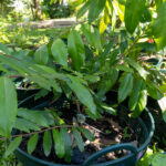 076 Cinnamomum verum – True Cinnamon (อบเชย / Ob Choey) 2 Cinnamomum verum – True Cinnamon (อบเชย), young Thai medicinal tree with smooth bark and glossy lanceolate leaves.