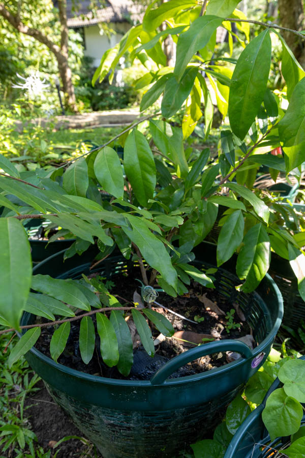 076 Cinnamomum verum – True Cinnamon (อบเชย / Ob Choey) 5 Cinnamomum verum – True Cinnamon (อบเชย), young Thai medicinal tree with smooth bark and glossy lanceolate leaves.