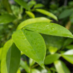 046 Cinnamomum verum – True Cinnamon (อบเชย) 1 Cinnamomum verum – True Cinnamon (อบเชย), Thai aromatic tree with smooth bark and glossy lance-shaped leaves.