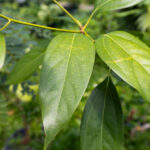 050 Cinnamomum verum – True Cinnamon (อบเชย) 1 Cinnamomum verum-3