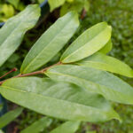 076 Cinnamomum verum – True Cinnamon (อบเชย / Ob Choey) 1 Cinnamomum verum-3