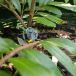 076 Cinnamomum verum – True Cinnamon (อบเชย / Ob Choey) 3 Cinnamomum verum