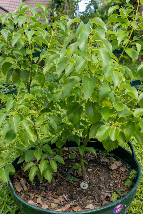 Thai Medicinal Herb Garden Plant Index | Kamala Beach Estate 4 Cinnamomum verum – True Cinnamon (อบเชย), Thai medicinal tree with aromatic bark and smooth green leaves.