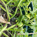 Cissus quadrangularis