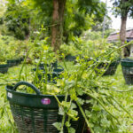 Cissus quadrangularis – Veldt Grape (เพชรสังฆาต), Thai medicinal vine with square green stems and lobed leaves.