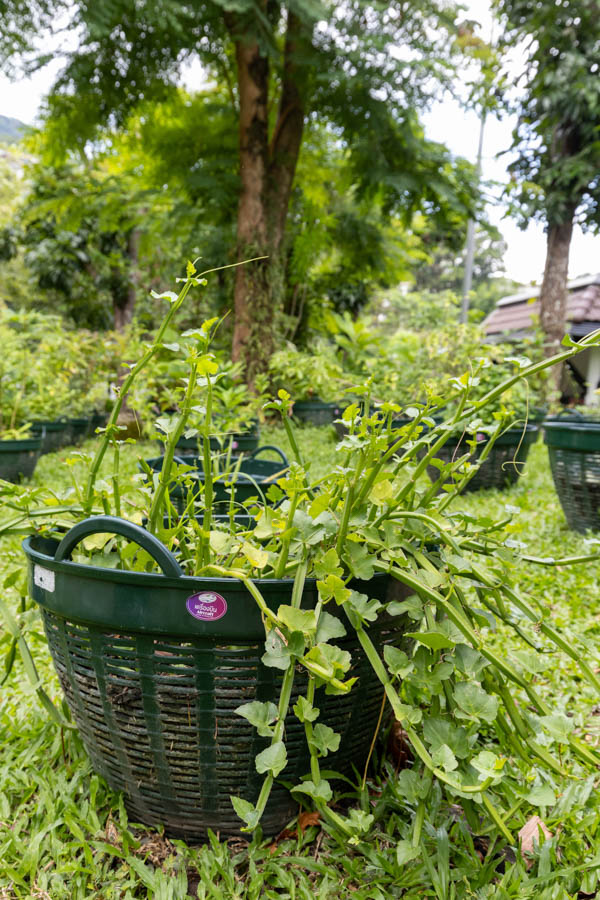 Thai Medicinal Herb Garden Plant Index | Kamala Beach Estate 21 Cissus quadrangularis – Veldt Grape (เพชรสังฆาต), Thai medicinal vine with square green stems and lobed leaves.