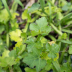 Cissus quadrangularis-3