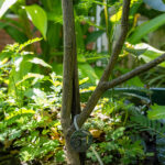 061 Citrus aurantiifolia – Key Lime (มะนาว) 2 Citrus aurantiifolia
