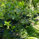 061 Citrus aurantiifolia – Key Lime (มะนาว) 1 Citrus aurantiifolia, มะนาว, Key lime, Thai medicinal plant, digestion aid, vitamin C source, KBE Thai Medicinal Herb Garden