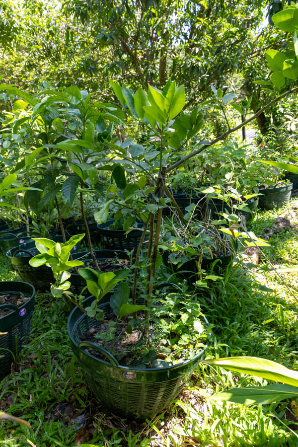061 Citrus aurantiifolia – Key Lime (มะนาว) 25 Citrus aurantiifolia, มะนาว, Key lime, Thai medicinal plant, digestion aid, vitamin C source, KBE Thai Medicinal Herb Garden