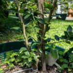 058 Citrus hystrix – Kaffir Lime (มะกรูด) 1 Citrus hystrix