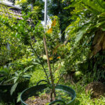 058 Citrus hystrix – Kaffir Lime (มะกรูด) 4 Citrus hystrix-2