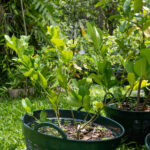 045 Citrus hystrix – Kaffir Lime (มะกรูด) 2 Discover Citrus hystrix (Kaffir Lime), a Thai medicinal and culinary tree valued for its aromatic leaves and cleansing, digestive properties.