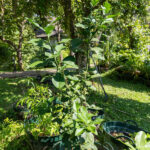 085 Citrus hystrix – Kaffir Lime (มะกรูด / Makrut) 2 Citrus hystrix-2