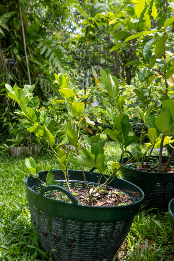 045 Citrus hystrix – Kaffir Lime (มะกรูด) 5 Discover Citrus hystrix (Kaffir Lime), a Thai medicinal and culinary tree valued for its aromatic leaves and cleansing, digestive properties.