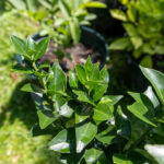 058 Citrus hystrix – Kaffir Lime (มะกรูด) 3 Citrus hystrix-3