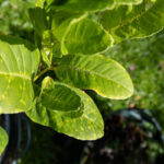 045 Citrus hystrix – Kaffir Lime (มะกรูด) 1 Citrus hystrix-3