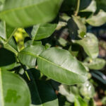 085 Citrus hystrix – Kaffir Lime (มะกรูด / Makrut) 1 Citrus hystrix – Kaffir Lime (มะกรูด), Thai medicinal tree with glossy leaves and aromatic citrus scent used in food and herbal medicine.