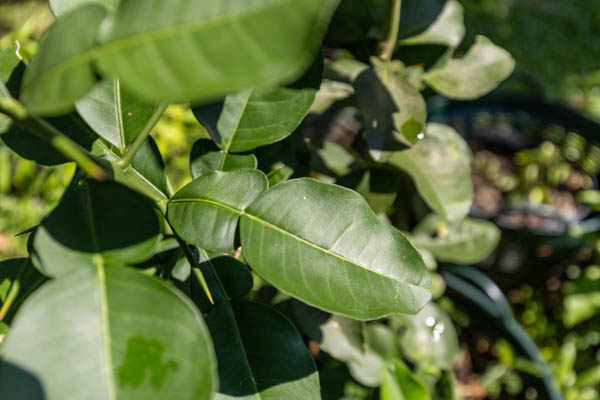 085 Citrus hystrix – Kaffir Lime (มะกรูด / Makrut) 9 Citrus hystrix – Kaffir Lime (มะกรูด), Thai medicinal tree with glossy leaves and aromatic citrus scent used in food and herbal medicine.