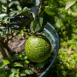 058 Citrus hystrix – Kaffir Lime (มะกรูด) 2 Citrus hystrix – Kaffir Lime (มะกรูด), Thai aromatic tree with glossy leaves and rough green fruit.