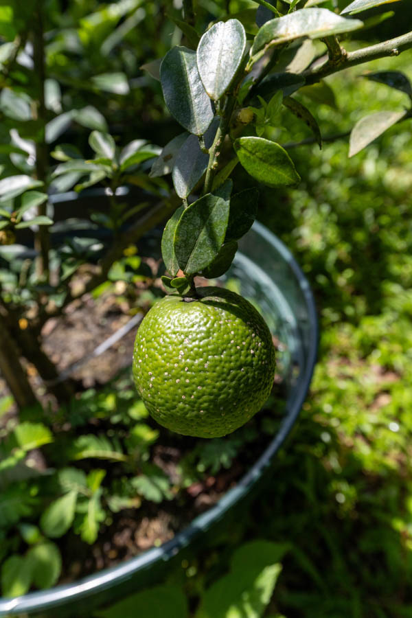 058 Citrus hystrix – Kaffir Lime (มะกรูด) 33 Citrus hystrix – Kaffir Lime (มะกรูด), Thai aromatic tree with glossy leaves and rough green fruit.