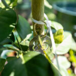 085 Citrus hystrix – Kaffir Lime (มะกรูด / Makrut) 3 Citrus hystrix