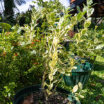 Citrus hystrix ‘Variegata’-2