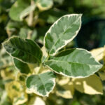Citrus hystrix ‘Variegata’ – Variegated Kaffir Lime (มะกรูดด่าง), Thai medicinal citrus plant with green and cream leaves.