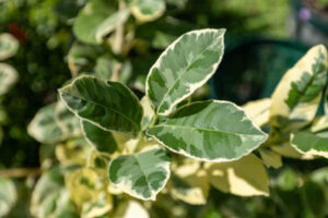 Citrus hystrix ‘Variegata’ – Variegated Kaffir Lime (มะกรูดด่าง), Thai medicinal citrus plant with green and cream leaves.