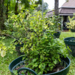 Clerodendrum inerme – Glory Bower (เถาวัลย์เปรียง), Thai medicinal shrub with opposite green leaves and woody stems used in herbal pain remedies.