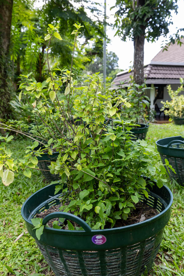 028 Clerodendrum inerme – Glory Bower 34 Clerodendrum inerme – Glory Bower (เถาวัลย์เปรียง), Thai medicinal shrub with opposite green leaves and woody stems used in herbal pain remedies.