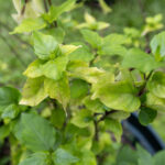 Clerodendrum inerme-3