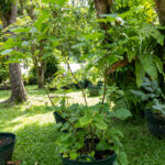 040 Clerodendrum philippinum – Hill Glory Bower 3 Clerodendrum philippinum – Hill Glory Bower (พุดตาน), Thai medicinal shrub with heart-shaped leaves and fragrant white clustered flowers.