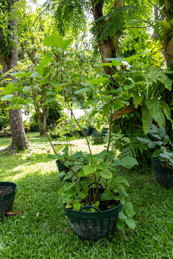 040 Clerodendrum philippinum – Hill Glory Bower 25 Clerodendrum philippinum – Hill Glory Bower (พุดตาน), Thai medicinal shrub with heart-shaped leaves and fragrant white clustered flowers.