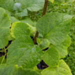 040 Clerodendrum philippinum – Hill Glory Bower 2 Clerodendrum philippinum-3
