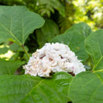 040 Clerodendrum philippinum – Hill Glory Bower 1 Clerodendrum philippinum-4