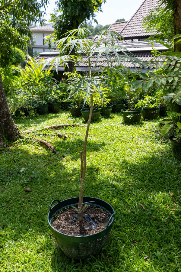 042 Cnidoscolus aconitifolius – Chaya (Tree Spinach) 17 Cnidoscolus aconitifolius – Chaya (Tree Spinach), Thai medicinal leafy shrub with deeply lobed star-shaped leaves.