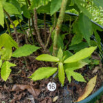 Cnidoscolus aconitifolius