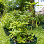 Cnidoscolus aconitifolius – Chaya (ผักชายา), leafy Thai medicinal shrub with deeply lobed green leaves.