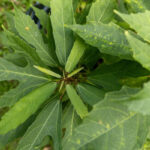 Cnidoscolus aconitifolius-3