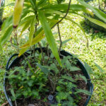 Dracaena angustifolia