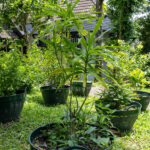 Dracaena angustifolia – Dwarf Dracaena (เสน่ห์จันทร์แดง), tropical Thai medicinal plant with narrow green leaves and upright stems.