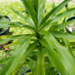 Dracaena angustifolia – Dwarf Dracaena (เสน่ห์จันทร์แดง), tropical Thai medicinal plant with narrow green leaves and upright stems.
