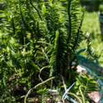 Euphorbia tithymaloides