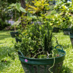 Euphorbia tithymaloides – Devil’s Backbone (พญาไร้ใบ), Thai medicinal succulent with zigzag stems and glossy green leaves.