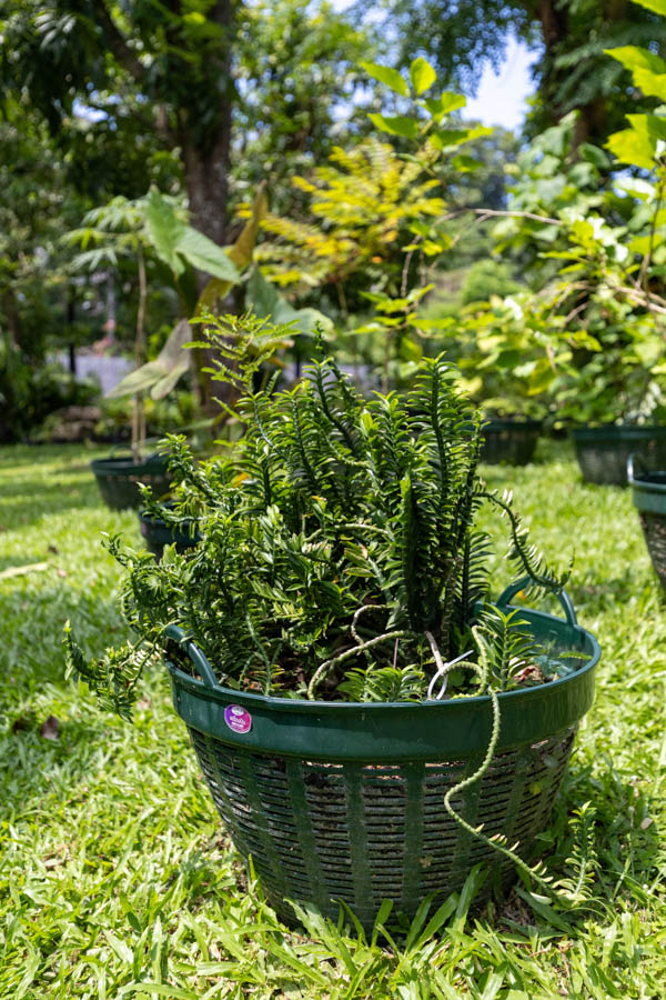 Thai Medicinal Herb Garden Plant Index | Kamala Beach Estate 11 Euphorbia tithymaloides – Devil’s Backbone (พญาไร้ใบ), Thai medicinal succulent with zigzag stems and glossy green leaves.