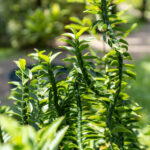 Euphorbia tithymaloides-3