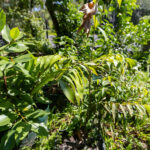 087 Garcinia atroviridis – Asam Gelugur (ส้มแขก / Somkhaek) 2 Garcinia atroviridis-2