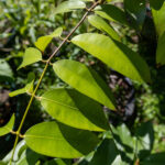 087 Garcinia atroviridis – Asam Gelugur (ส้มแขก / Somkhaek) 1 Garcinia atroviridis – Asam Gelugur (ส้มแขก), young Thai medicinal tree with glossy compound leaves and sour fruit used in traditional healing.