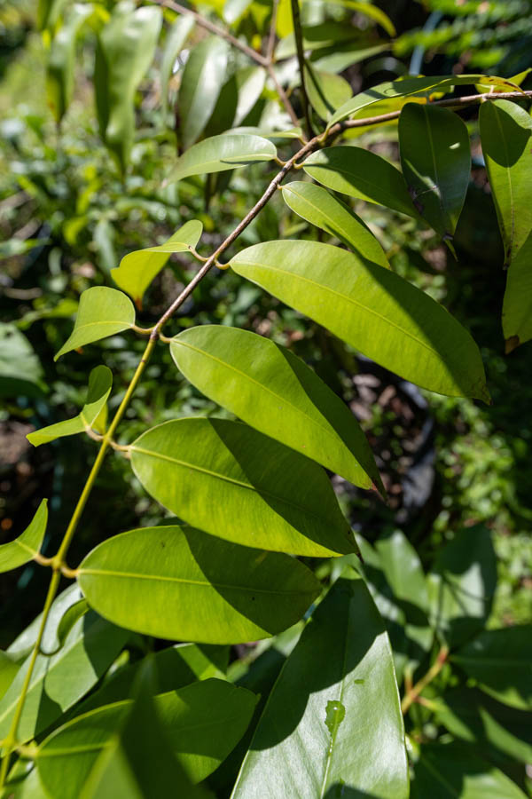 087 Garcinia atroviridis – Asam Gelugur (ส้มแขก / Somkhaek) 1 Garcinia atroviridis – Asam Gelugur (ส้มแขก), young Thai medicinal tree with glossy compound leaves and sour fruit used in traditional healing.